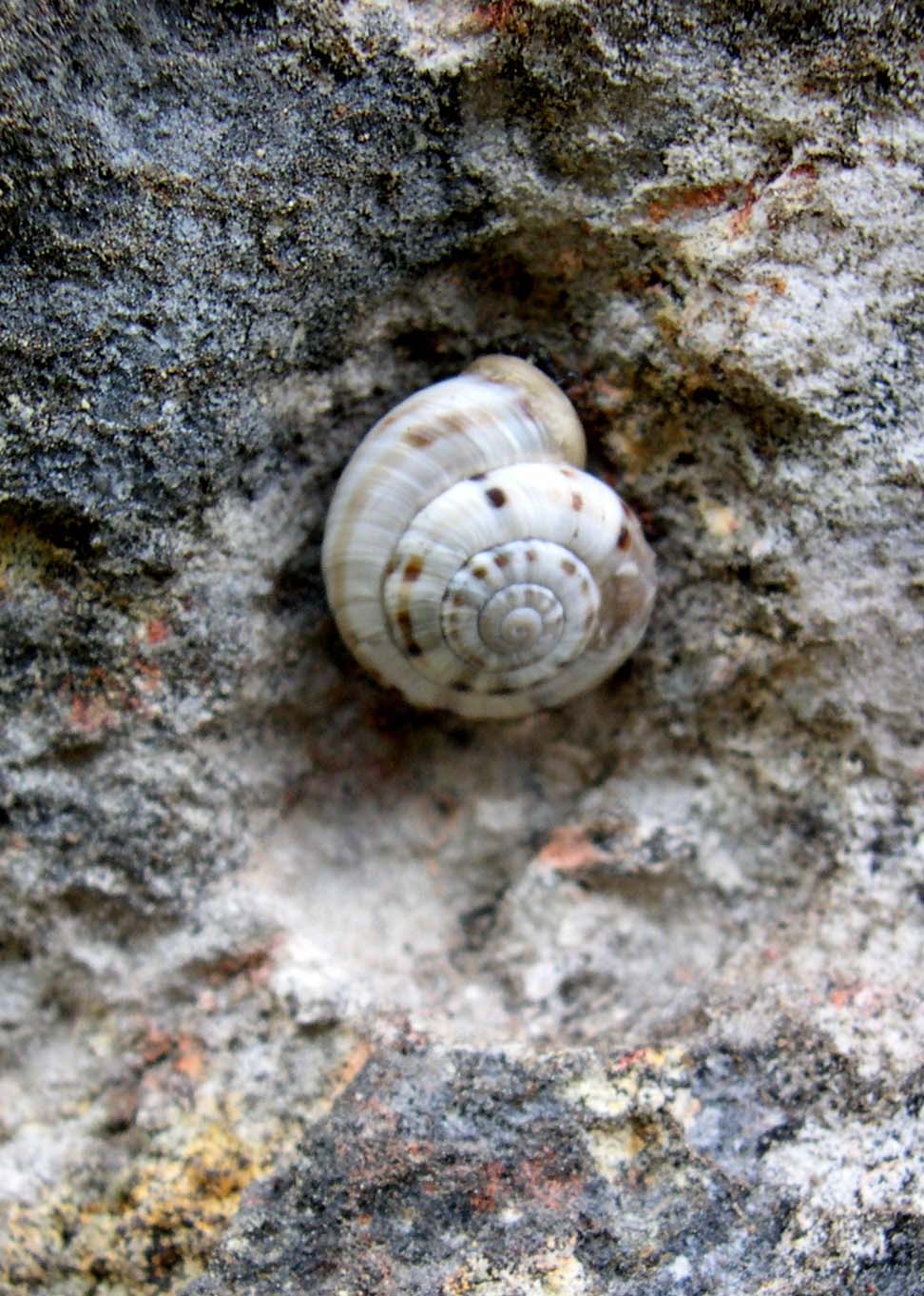 Chilostoma (Kosicia) intermedium (Frussac, 1821)